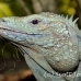iguana_blue_qebp_gc_h_0215_cay0693.jpg